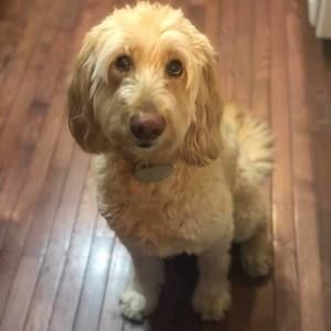 Meet your Posher, Lacey
